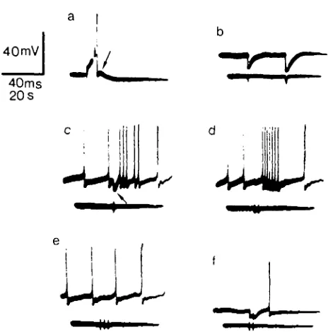 Fig. 2. An example of dual function; neurone 18 days in culture, (a) When the neurone wasstimulated by a current pulse (not shown) passed through the recording microelectrode, a small