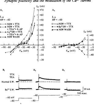 Fig. 7. Steady-state activation of Ca*+the Cainto a region of inward-going rectification