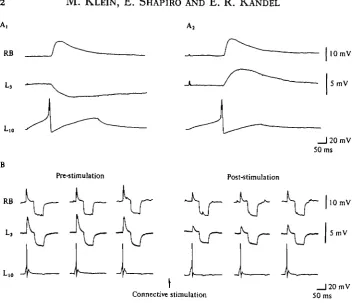 Fig. 10. Presynaptic inhibition with cell Lio under voltage-clamp control. In normal sea watercontaining TTX (30and an outward current due to Cain the RB follower cell