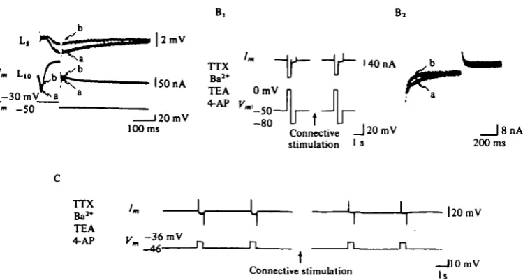 Fig. 11. Stimulation of presynaptic inhibitory pathway directly reduces current through theCa'+ channel.
