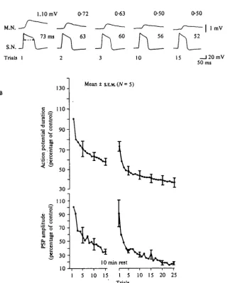 Fig. is- Change in Ca1+with repeated stimulation. Action potentials fired at O'i HZ. (B) Average action potential current during homo8ynaptic depression
