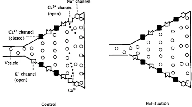 Fig. 18. A schematic model of habituation. With repeated activation, calcium channels undergoinactivation of calcium inflow, either as a direct effect of depolarization, or as a result of some