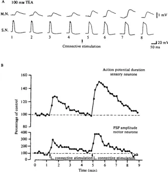 Fig. 20. Increase in Ca1+both A and B spikes were evoked at o-i Hz in ioo mM-TEA sea water