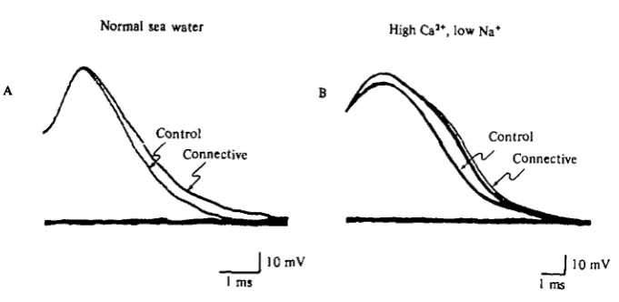 Fig. 24. Presynaptic facilitation produces action potential broadeningno K in solutions containing+ blocking agents