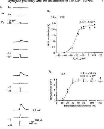 Fig. 2. (A) Selected records of presynaptic currents under voltage clamp and postsynapticpotentials produced by graded increases in command steps to the presynaptic neurone