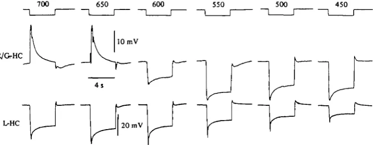 Fig. 9. Spectral sensitivity of horizontal cells of turtle retina. Top recordings, responses of ared/green chromaticity type horizontal cell (R/G-HC) to large spots (3600 /im diameter) of