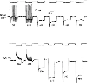 Fig. 10. Recordings from both a green cone and a R/G-HC obtained from different retinasbathed in a medium containing 6 mM-SrCl)