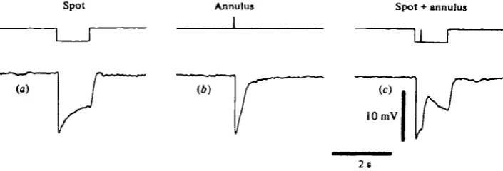 Fig. 1. Depolarizing response of a turtle red cone to peripheral stimulus, (a) Hyperpolarizingresponse of the cone to a centred spot of white light (250430of the receptive field, (c) Feed-back depolarizing potential evoked by the annulus flash whenproperly