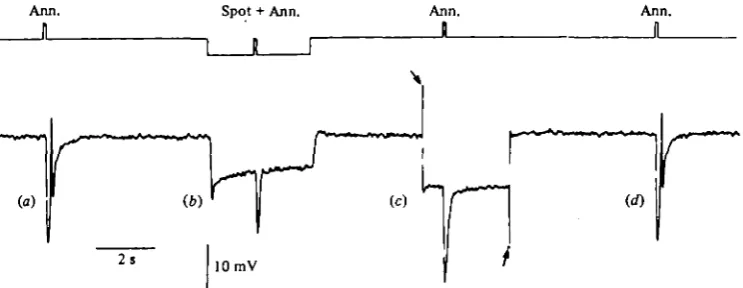 Fig. 3. Hyperpolarization block of the spike evoked by peripheral illumination of a turtle1by hyperpolarizing the cone by injecting inward current (between the arrows,spike