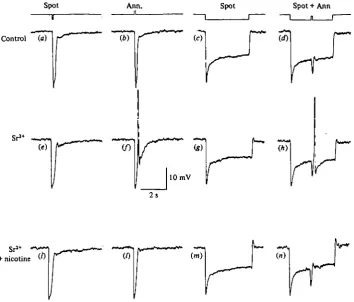 Fig. 4. (a-d)stimulation, (t-n) The spikes evoked by peripheral stimulation are blocked by nicotine (5 mtu)added to the Sr*diameter, attenuation —0-5 log units; (6,/,/) concentric annulus, 430/*m inner diameter,combination of a spot such as in Responses of
