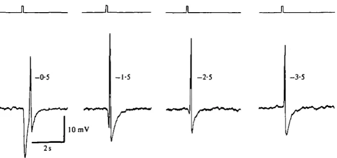 Fig. 5. Spike responses to peripheral stimulation in a Sr^-treated cone stimulated withannuli (inner diameter 430 /im) of decreasing light intensity