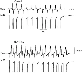 Fig. 6. Simultaneous recoding with two independent single micropipettes from both a coneand a neighbouring L-horizontal cell
