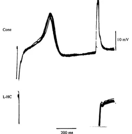 Fig. 7. Superimposed recordings of the responses of the L-HC and the cone as in Fig. 6.rEach pulse of inward current injected in the L-HC evoked a constant latency spike in thecone.