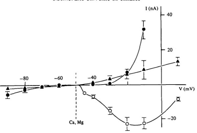 Fig. 8. Current-voltage relationship: early inward current (open circles) and steady-statecurrent (filled circles) in the standard Ca solution, and steady-state current (triangles) in the