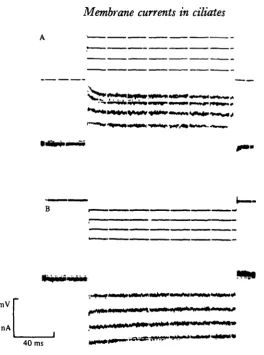 Fig. 10. Membrane currents (lower trace) in the Mn solution during voltage steps (uppertrace) of up to +40 mV (A) and —40 mV (B) from the holding potential ( — 75 mV).