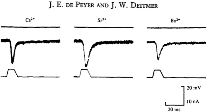 Fig. 5. Examples of inward currents (middle trace) recorded by voltage clamp (upper trace)and elicited by mechanical stimuli in the standard Ca solution, and in the test Sr and Ba solution.