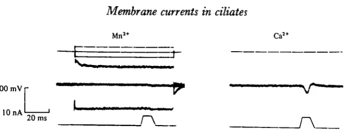 Fig. 6. Membrane currents recorded in the Mn (Ca-free) solution, and after returning to theCa solution