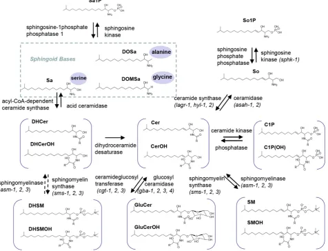 Figure 1. Biosynthesis and turnover of three major categories of SLs in C. elegans. Top: simple SLs; Sa, DoSa and DoMSa generated through condensation of a monomethyl branched-chain FA C15iso-CoA with serine, alanine and glycine, as well as So generated th