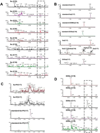 Figure 3. The diversity of simple SLs in C. elegans. (A) Representative spectra of Sa with various chain lengths