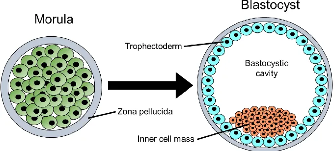 Figure 1.1: Transition of the morula to the blastocyst around day 3 p.c. 