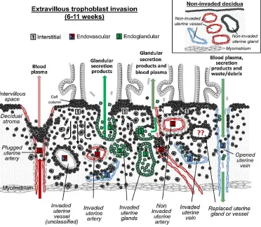 Figure 1.3: Schematic of extravillous trophoblast invasion in human placenta. (Modified from Moser et al.)28   