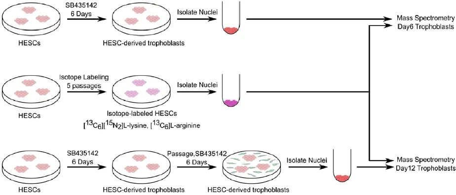 Figure 2.1: Schematic of the experimental design for analysis of the nuclear proteome during hESC differentiation to trophoblasts using SILAC and quantitative mass spectrometry