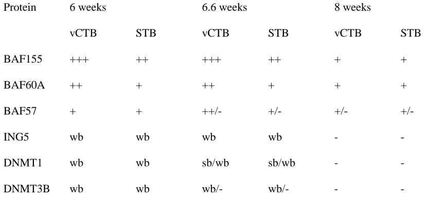 Table 2.1: Expression of Epigenetic Factor Proteins in Early Human Placental Trophoblastsα  