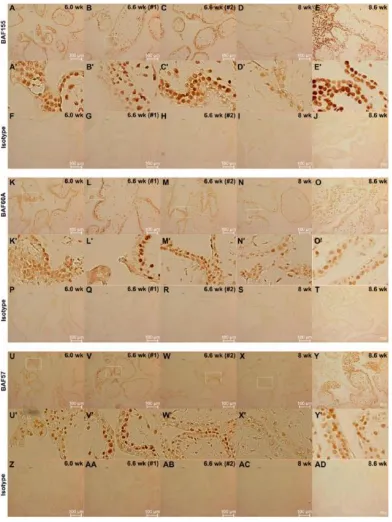 Figure 2.5: Study of the expression of BAF155, BAF60A, and BAF57 in first trimester human placentas using immunohistochemistry