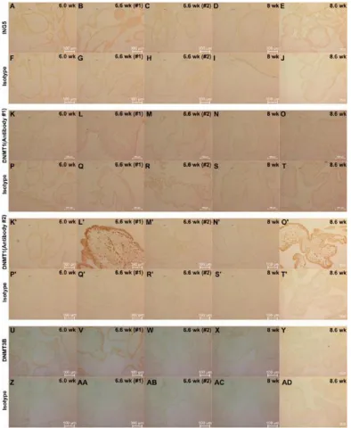 Figure 2.6: Study of expression of ING5, DNMT1, and DNMT3B in first trimester human placentas using immunohistochemistry