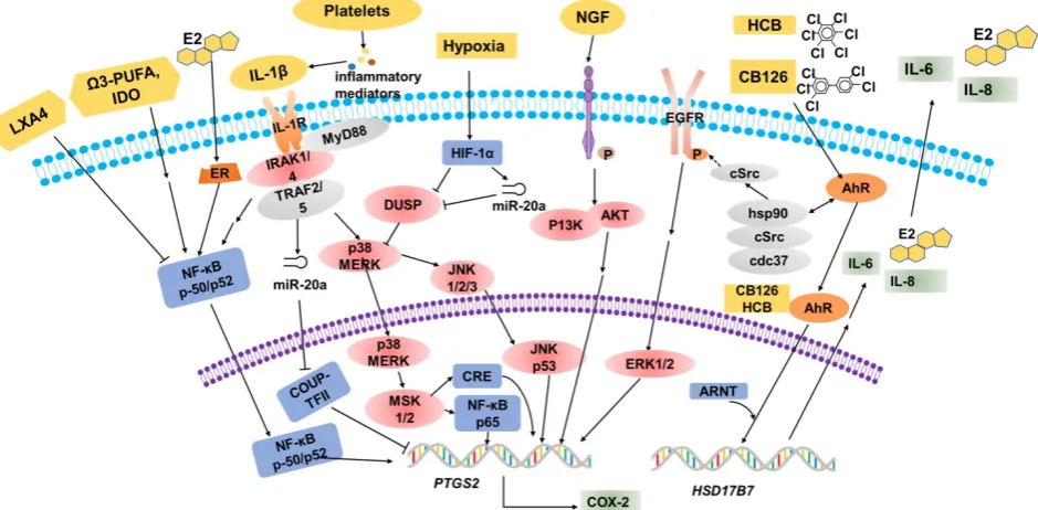 Figure 1. Multiple factors regulate COX-2 expression. Estrogen (E2), omega-3 PUFA and IL-1β promote COX-2 expression through the NF-κB signaling pathway