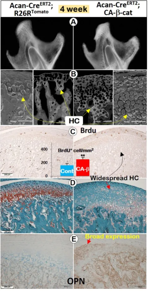 Figure 4. Stabilization of βmutant mice were significantly increased, indicating higher cell proliferation (n=4)