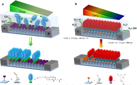 Figure 2.5.  (a) Production of a Cu+ gradient by the electrolysis of Cu2+ to make a surface gradient of an alkyne dye and (b) production of a pH gradient by the electrolysis of water to make a surface gradient of an amine dye by pH-dependent imine-bond hyd