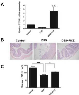 Figure 1. FICZ attenuates the loss of intestinal barrier function during DSS-induced colitis