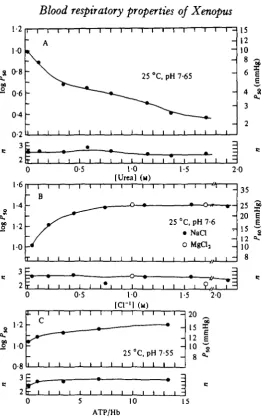 Fig. 7. (A) Effect of increasing urea concentrations on PBo and n values of Xenopus haemo-globin at 25 °C