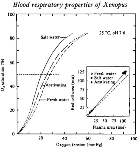 Fig. 4. O, equilibrium curves at 25 °C of blood from aestivating Xenopiitfresh water specimens (dotted curve).plasma and red cells of active (dashed curve)and from specimens acclimated to i2°/oo salt water (continuous curve) compared to that in (Inset) Rel