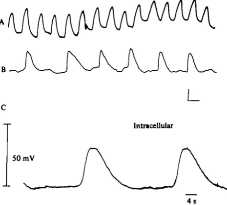 Fig. 1. Spontaneous electrical activity recorded from toad small intestine and stomach.(A) and (B) were obtained with pressure electrodes