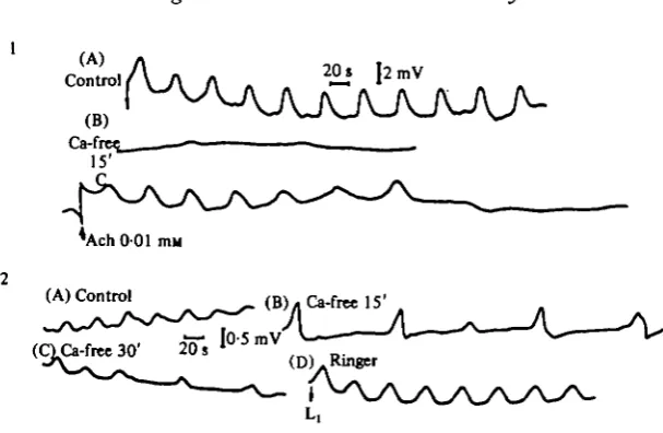 Fig. 7. Effect of calcium-free solution on slow-spikes as recorded by pressure electrodes