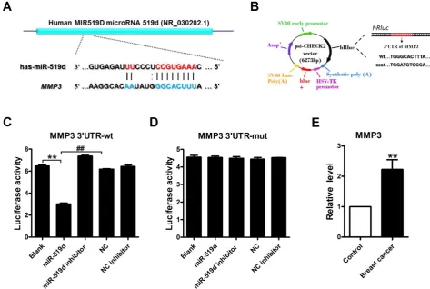 Figure 2. MMP3 acts as a downstream target of miR-519dA. Sequence complementarity between miR-519d and MMP3 3’UTR in human