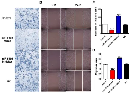 Figure 4. Inhibition of miR-519d promotes MCF-7 cell metastasis (A and C). The effects of miR-519d mimic and miR-519d inhibitor transfection on the vs