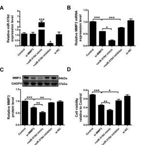 Figure 5. MiR-519d negatively regulates MMP3 expression A. QRT-PCR analysis of MMP3 mRNA levels after miR-519d mimic and inhibitor transfection