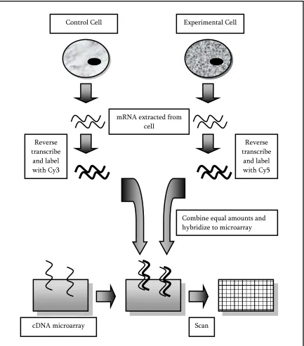Figure 2: cDNA Microarray Experiment Example 