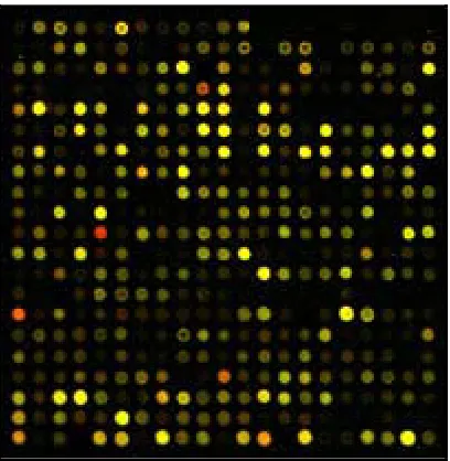 Figure 3: Simplified example of some cDNA signals in a digital image.   Red indicates that Cy5 > Cy3, Green indicates that Cy3 > Cy5, Yellow indicates that Cy5 = Cy3 and Black indicates that no hybridization of the probe to the target occurred