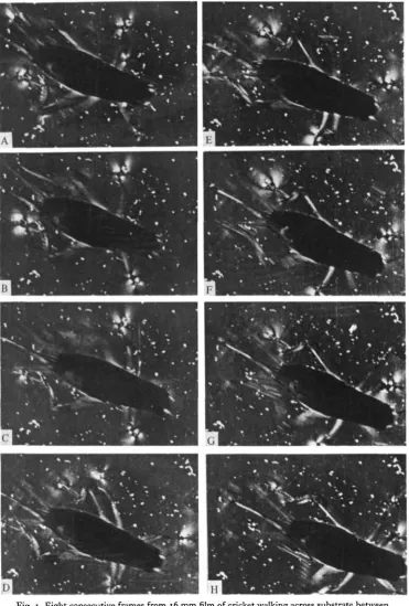 Fig. 1. Eight consecutive frames from 16 mm film of cricket walking across substrate betweencrossed polars