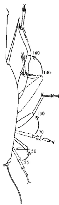 Fig. 4. Angles relative to body axis swept by legs during retraction. This data is taken fromfilms made from above the animal, using polarizing optics, which does not permit resolution
