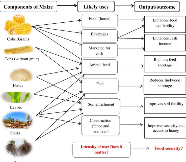 Figure 4. 1 Conceptual framework: maize biomass components, likely uses and outcomes 