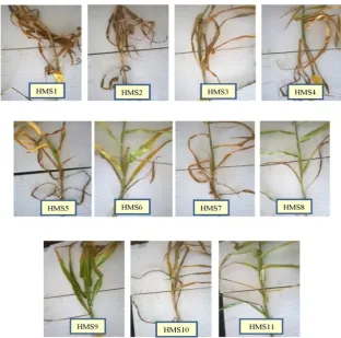Figure 1: Eleven isolates of H. maydis causes yellow to brown lesions on leaves, shows a severity in pathogenicity