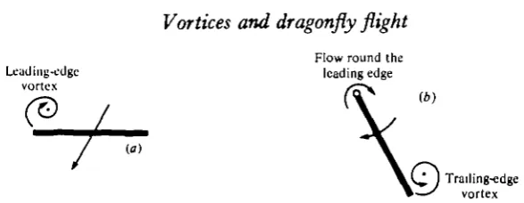 Fig. 9. Sketch of flow patterns for interpreting the main contributions to the overallforce balance, (a) Pause phase, (6) supination phase.