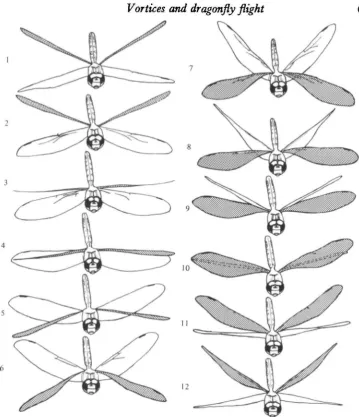 Fig. i. Tracings from a film of Aetckiia junccaforewings are shaded. The pictures are ordered according to phase and selected from severalnormal to the wing-stroke plane to within about 5 L