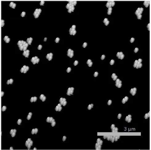 Figure 9: A typical image plotted from the data extracted from the AFM, after leveling with  PicoSync.