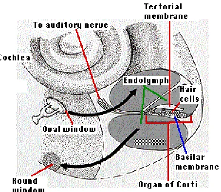 Figure 2.2: Human cochlea, which reacts in different areas to different frequencies of sound[2]